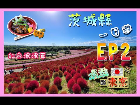 [旅行L] 🧑‍✈️ 獨遊東京 EP2 ✌🏻 茨城縣一日遊!!! (JR售票機買Pass教學,國營常陸海濱公園  紅葉波波草🔴🔴🔴放題!!,快閃日立車站,東京站食美味吉列豬排兼影夜景😻) #japan