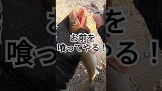 【かまぼこの原料】エソでエソバーガー！#shorts