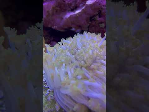 Aquarium MTP #0008 #aquarium #marinetank #reefaquarium #reef #update #tank #fishtank #coralreef