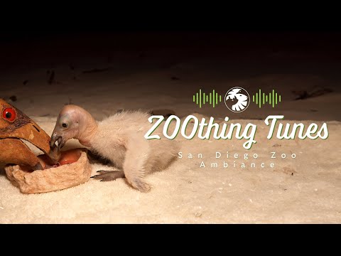 1 Hour of Condor Puppet Feeding Ambience for Relaxing/Studying | San Diego Zoo ZOOthing Tunes LoFi