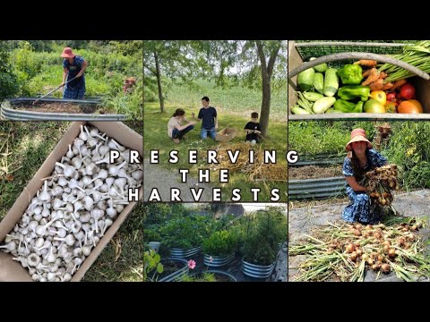 Fall Garden Preparations ~ Storing Garlic & Onions ~ Preserving Food on the #everybitcountschallenge