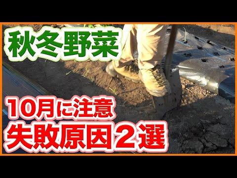 家庭菜園や農園で10月に注意したい秋冬野菜栽培のコツ！病害虫から野菜を守る！失敗する原因2選と対策方法を徹底解説！【農園ライフ】