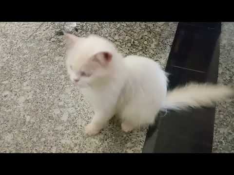 cute cat video 😺😺 Day in my cat 😺