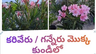 kariveru/గన్నేరు మొక్క కుండీలో పెంచడం ఎలా||Terrace Gardening||for Beginners||Green Terrace 🌺 🌺