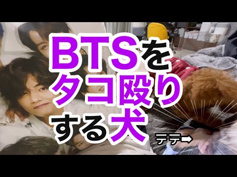 BTSママの推しをタコ殴りする犬【トイプードル】