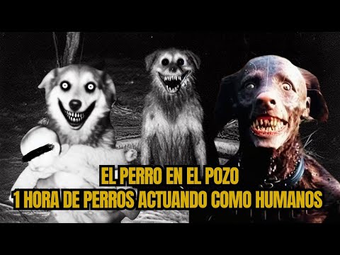 1 hora de perros Actuando Como Humanos: 4 Historias nuevas que NO Te Dejarán Dormir.