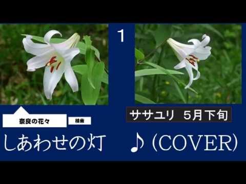 しあわせの灯　３　つげゆうじ　♪（COVER