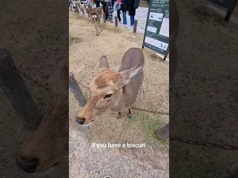 How to Make A Deer Respect You