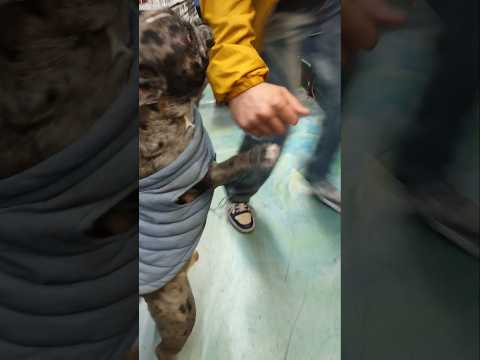 French bulldog ATTACKS OWNER #shortvideo #frenchbulldog#dog #goviral #puppy#cute #crazy#youtubeshort