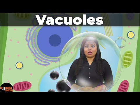 Vacuoles