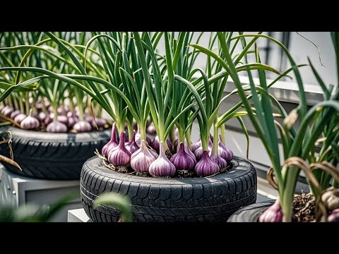 Vegetable Gardening on a Balcony: Tips for Maximum Yield in Limited Space