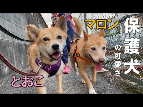 【保護犬の可愛さ】とおこが泊まりに来た。施設とは違って乙女な一面を発揮。付き添い役はマロン