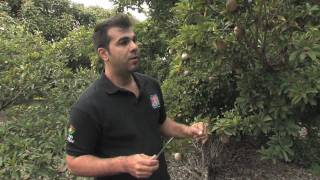 Sapodilla with the Tropical Fruit Growers of South Florida