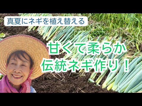 真夏にネギを植え替える。甘くて柔らか伝統ネギ作り！