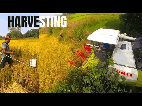 Claas CT 40 Combine Harvester & Stihl Brush Cutter in Action | First Day of Paddy Harvesting