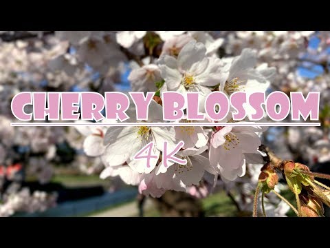 Best of Hokkaido Cherry Blossom| 4K Video |北海道の桜  | Smriti Rao Das