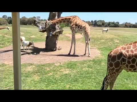 Giraffe Ostrich Antelope 长颈鹿，鸵鸟，羚羊。#animals #australiananimals