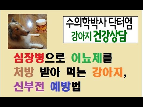 심장병 처방약 먹는 강아지, 신장 신부전 예방법은?