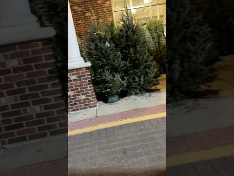 Christmas trees already for sale at Whole Foods #shoppingvlog #wholefoodsmarket #christmastrees2024