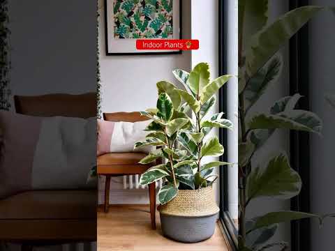 #indoorplants  #indoordecor  #indoorplant #indoorgardening #indoor #viral #trending #love #india