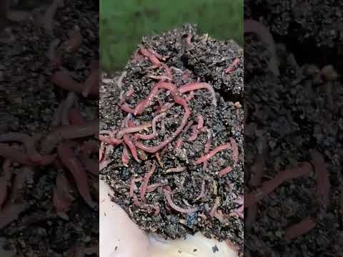 #hungrybin #vermicomposting #redwigglers #farming #vermicompost #wormcastings #wormfarming