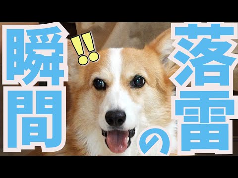 雷が落ちた瞬間の犬と猫の様子がこちらです