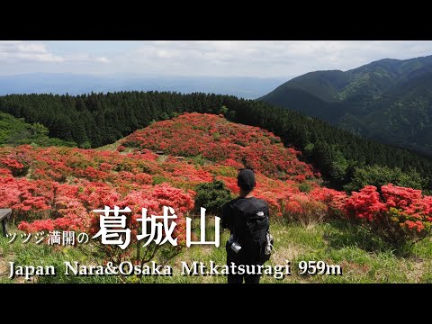 ツツジ満開の葛城山2020　日本三百名山🇯🇵