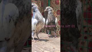 #pigeon #pigeonbreeds #youtubeshorts #kabootar #reels #pigeontypes #bird #pigeonlove #pigeonvar