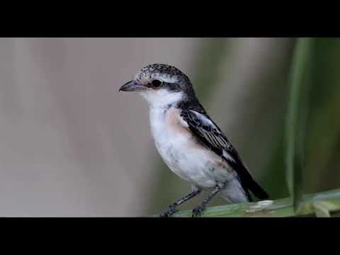 Masked shrike