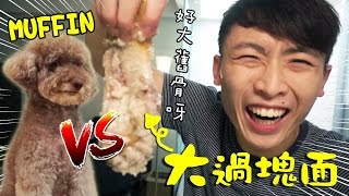 獸性大發！MUFFIN第一次見「超巨型骨頭」的反應？