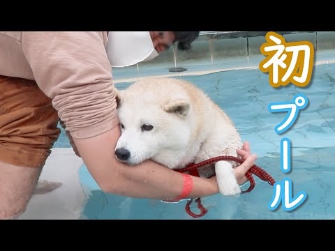 生まれて初めてのプール、そっくりな柴犬とサモエド