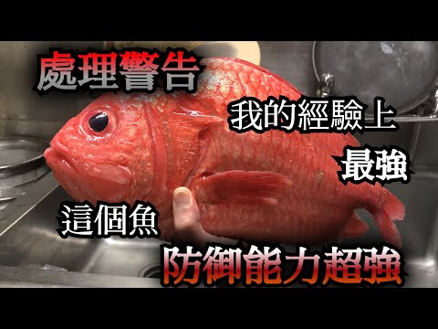 【最強的防御力】可愛的臉但小心　這個魚的防衛力最強　如果想吃就要覺悟受傷　跟特殊的魚挑戰的記錄