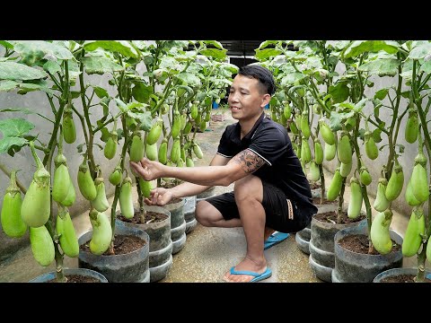 Top 3 easy ways to grow eggplant at home without a garden, very high yield