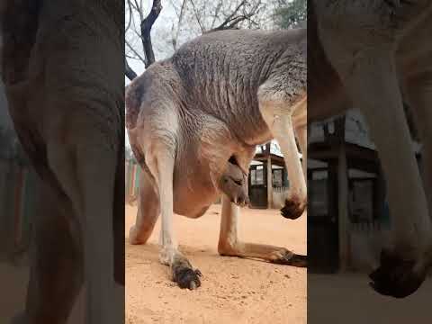 🐕 Cute Kangaru baby #natureocean #animals