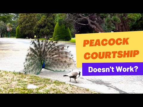 Amazingly Beautiful Peacock Courtship Feathers Display | Marvelous Uncle b