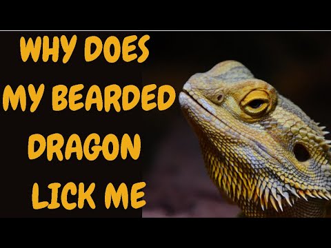 Why Does My Bearded Dragon Lick Me