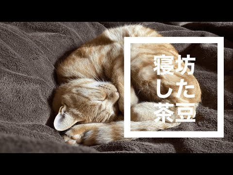 寝坊した猫,寝坊する猫,遅起きの猫,寝ぼけた猫,まだ寝ていたい猫,茶トラ猫,猫動画, no66 @bokuchamame