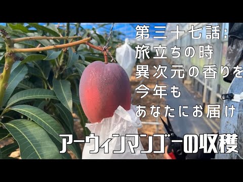 【第三十七話】収穫の目安などわかりやすく解説！ 〜 アーウィンマンゴーの収穫 〜