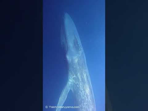 地球史上最大級の生物／シロナガスクジラと見つめ合った瞬間🐋