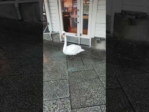 #shortvideo #swan