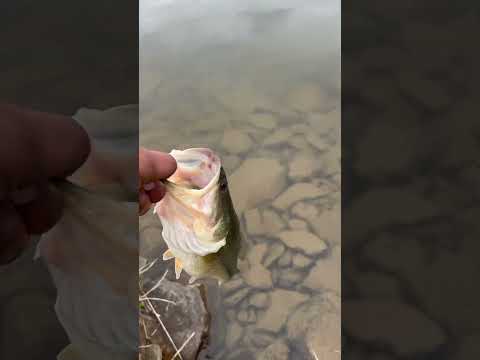 Saying bye to the first bass of 2024! #fishing #bankfishing #shorts