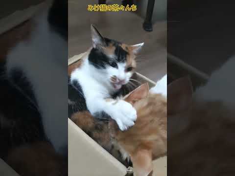 液体になりたい猫VSストーカー猫　#cute #猫のいる暮らし #三毛猫#茶トラ