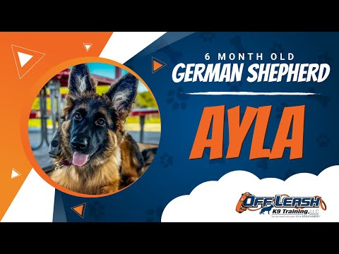 Ayla |  6mo. GSD | Best Dog Trainers in Springfield VA | Off Leash K9 Training