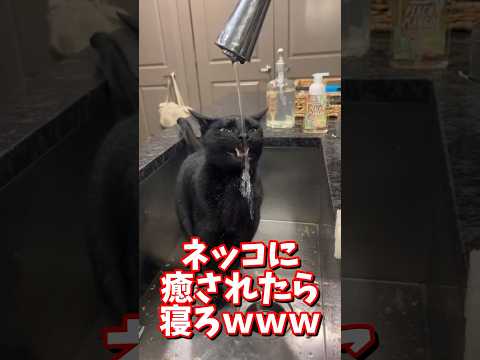 ネッコの動画で癒されたら寝ろｗｗｗ　#2ch #2chまとめ 動物スレ #2ch面白いスレ #動物 #犬 #猫 #癒やし #ねこ動画