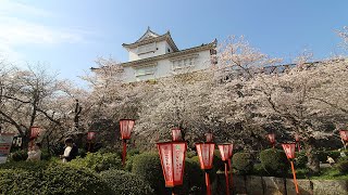 【旅エイター】★桜前線『津山城の桜』　岡山県津山市・一人旅