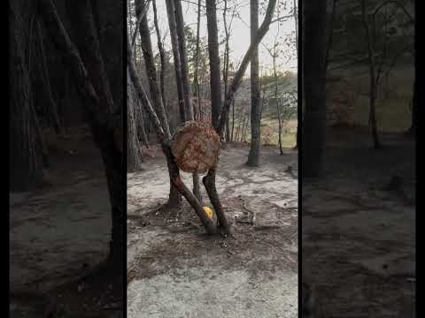 How to dispose of those pumpkins #knifethrowing #nospinknifethrowing #shorts