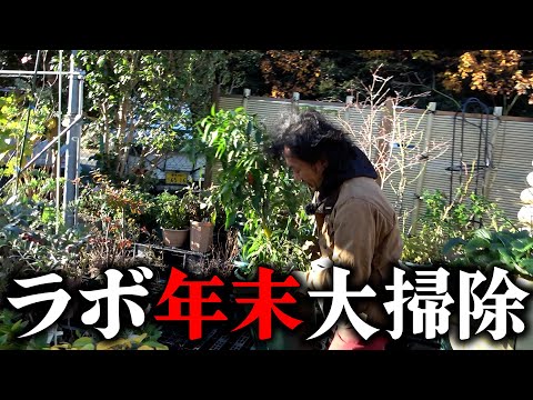 【枯れた植物】このタイミングで片付けます【カーメン君】【園芸】【ガーデニング】