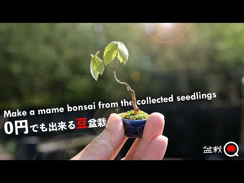 [Konara] How to make mame bonsai from natural acorns [Bonsai Q]