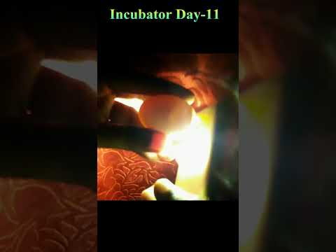 EGG INCUBATOR-FROM EGGS TO CHICKS #Viral #Shorts