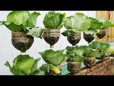 How I Grow Cabbage in a Plastic Bottle! No Garden Required! Giant Cabbage